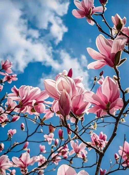 玉兰花的花语代表了什么？它有何特别之处？