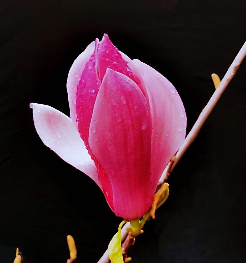 玉兰花的花语代表了什么？它有何特别之处？