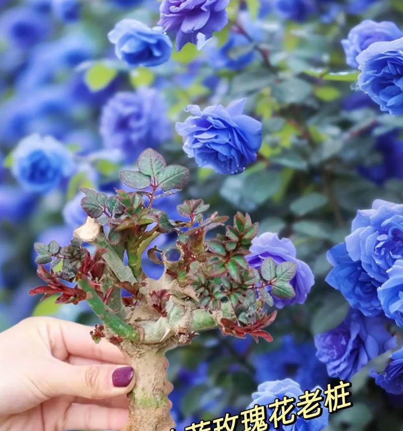 蓝玫瑰的花语是什么意思？它在花语中象征着什么？