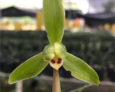 春兰万字花形的花语有何寓意？