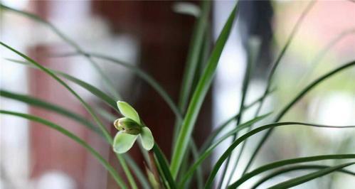 春兰万字花形的花语有何寓意？
