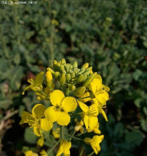 花语花香如何解释？花香的含义是什么？