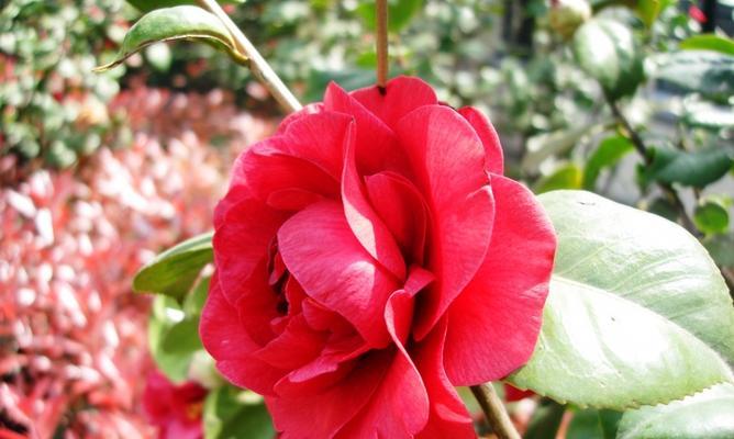花语花香如何解释？花香的含义是什么？