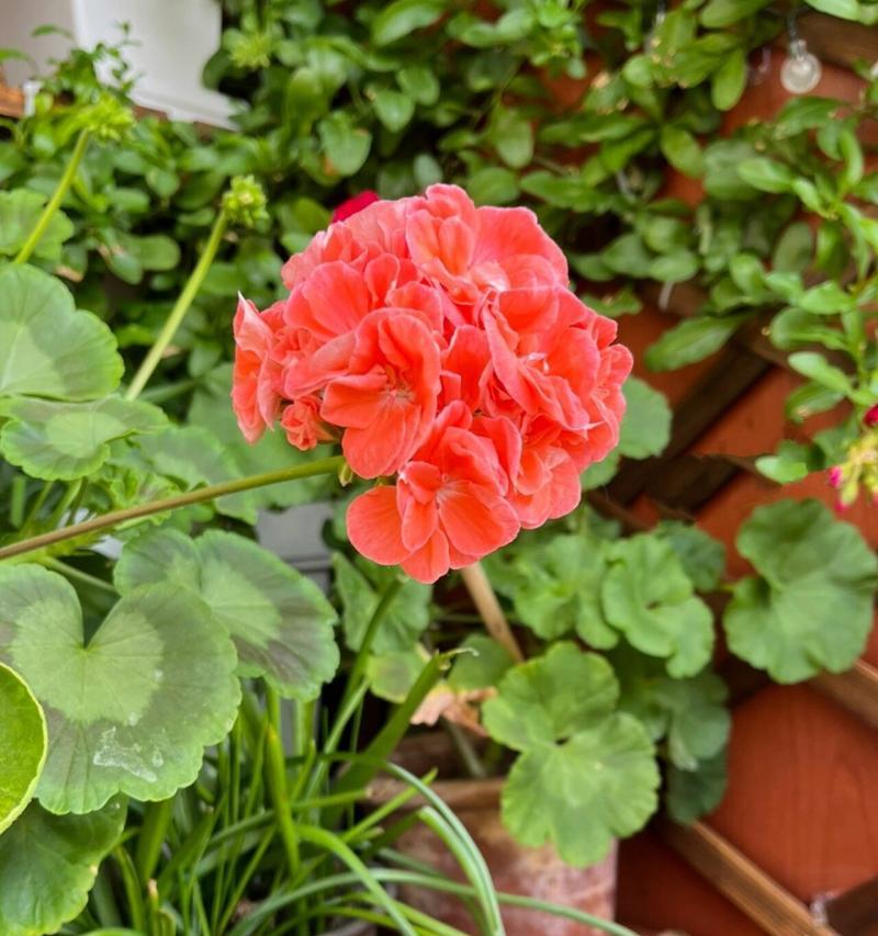 白竺的花语有何寓意？白竺的花语代表了什么？