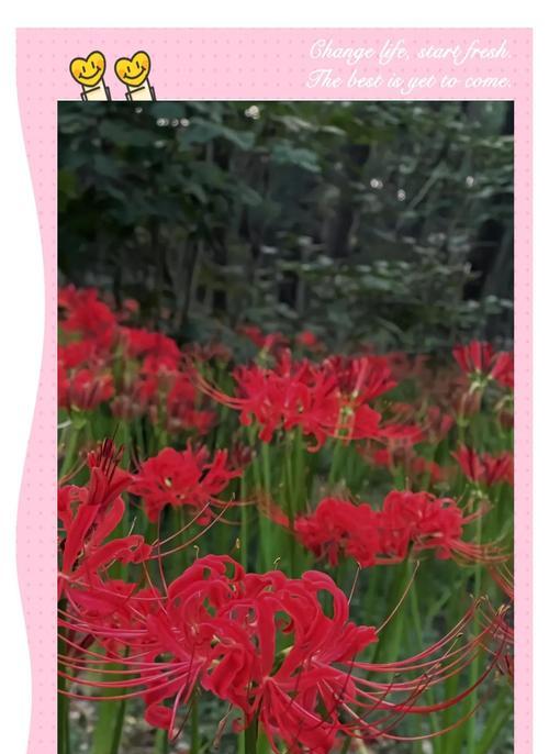 想念破碎的花语代表了什么情感？