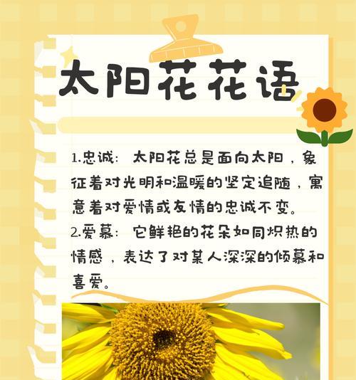 想念破碎的花语代表了什么情感？
