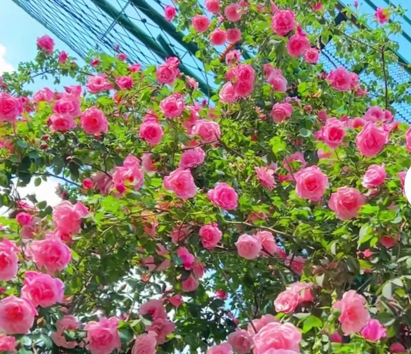 玫瑰花语在师兄间有何特殊含义？拜读师兄时送玫瑰的意义。