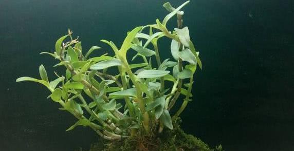 石头兰的寓意是什么？花语传达了哪些情感？