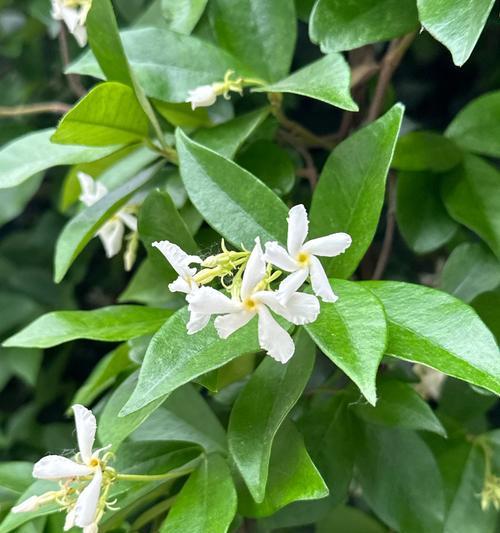 石头兰的寓意是什么？花语传达了哪些情感？
