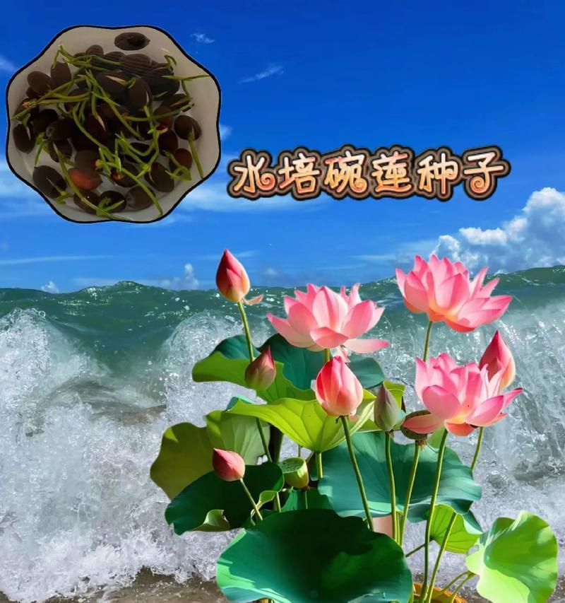 荷塘花语四新店开业时间是什么时候？新店开业有哪些优惠活动？