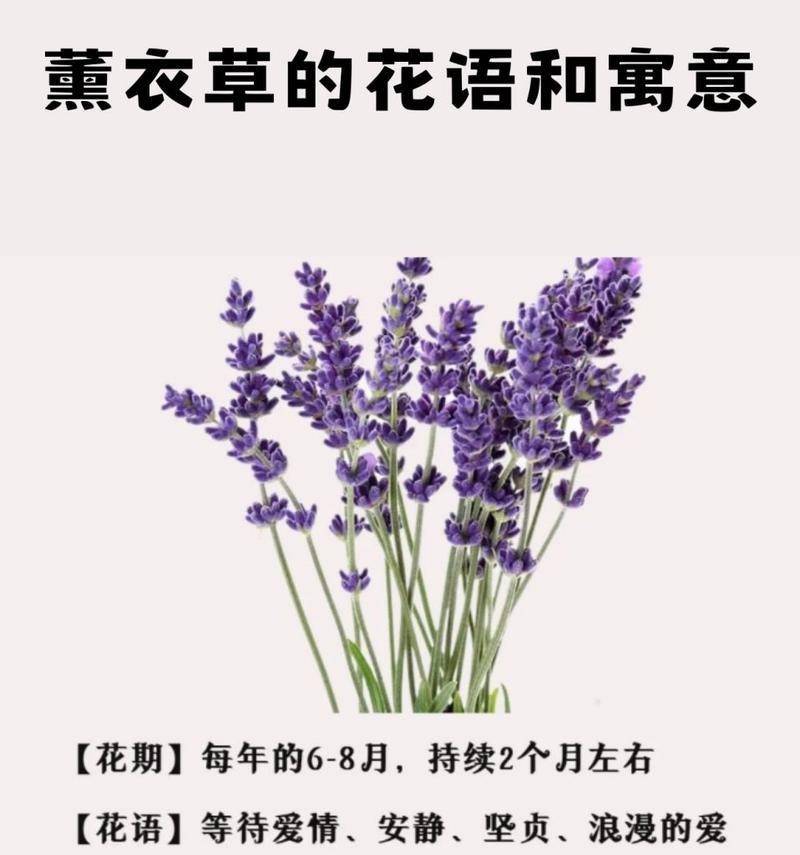 花语的起源及其历史背景有哪些？