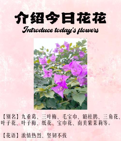 花语的起源及其历史背景有哪些？
