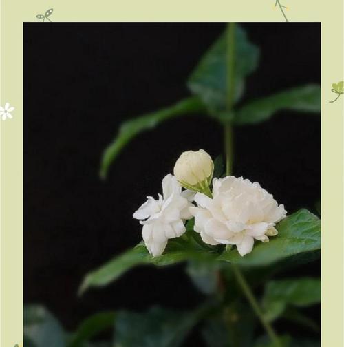 这些植物的花语和寓意是什么？如何解读它们的深层含义？