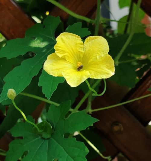 这些植物的花语和寓意是什么？如何解读它们的深层含义？