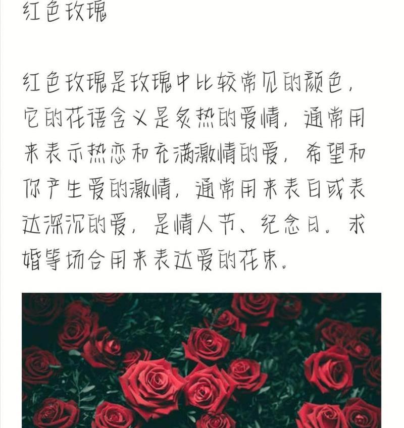 红玫瑰代表热恋吗？花语含义是什么？