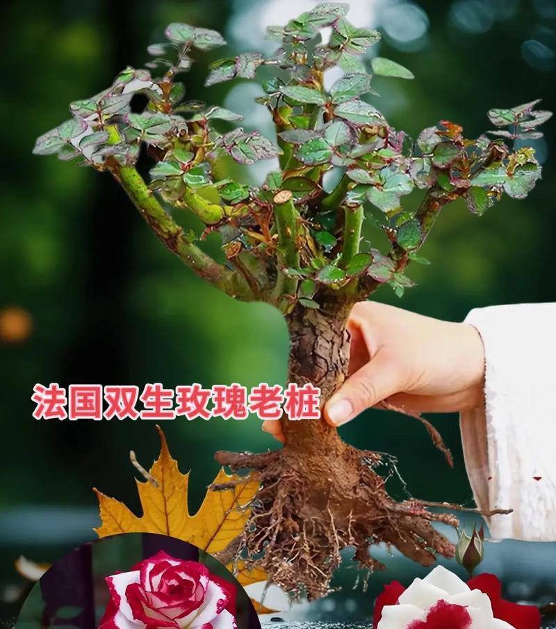 玫瑰花的8字寓意是什么意思？8字寓意中包含哪些内容？