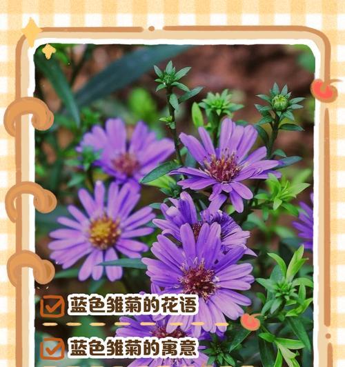哪种花象征和平？和平花语的含义是什么？