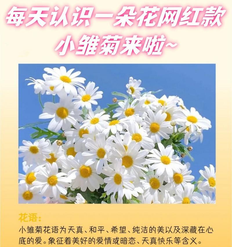 哪种花象征和平？和平花语的含义是什么？