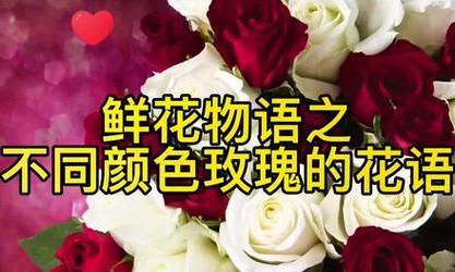 玫瑰花标本相框9朵代表什么？9朵玫瑰的花语是什么？