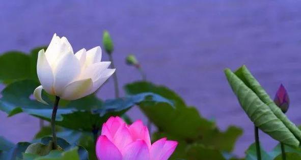 青莲的花语有哪些含义？适合什么场合？