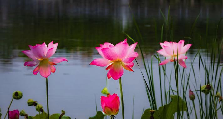 青莲的花语有哪些含义？适合什么场合？