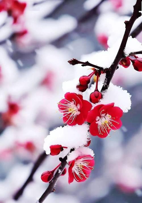 红梅的花语含义有哪些？