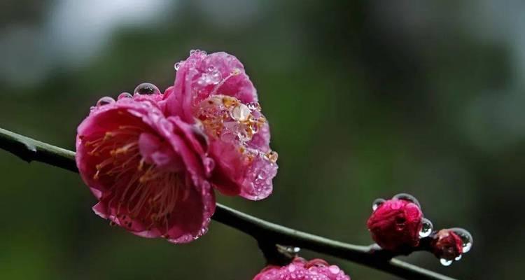 红梅的花语含义有哪些？