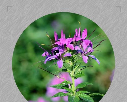 瑞花的花语是什么意思？瑞花象征着什么？