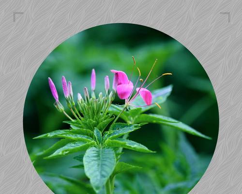 瑞花的花语是什么意思？瑞花象征着什么？