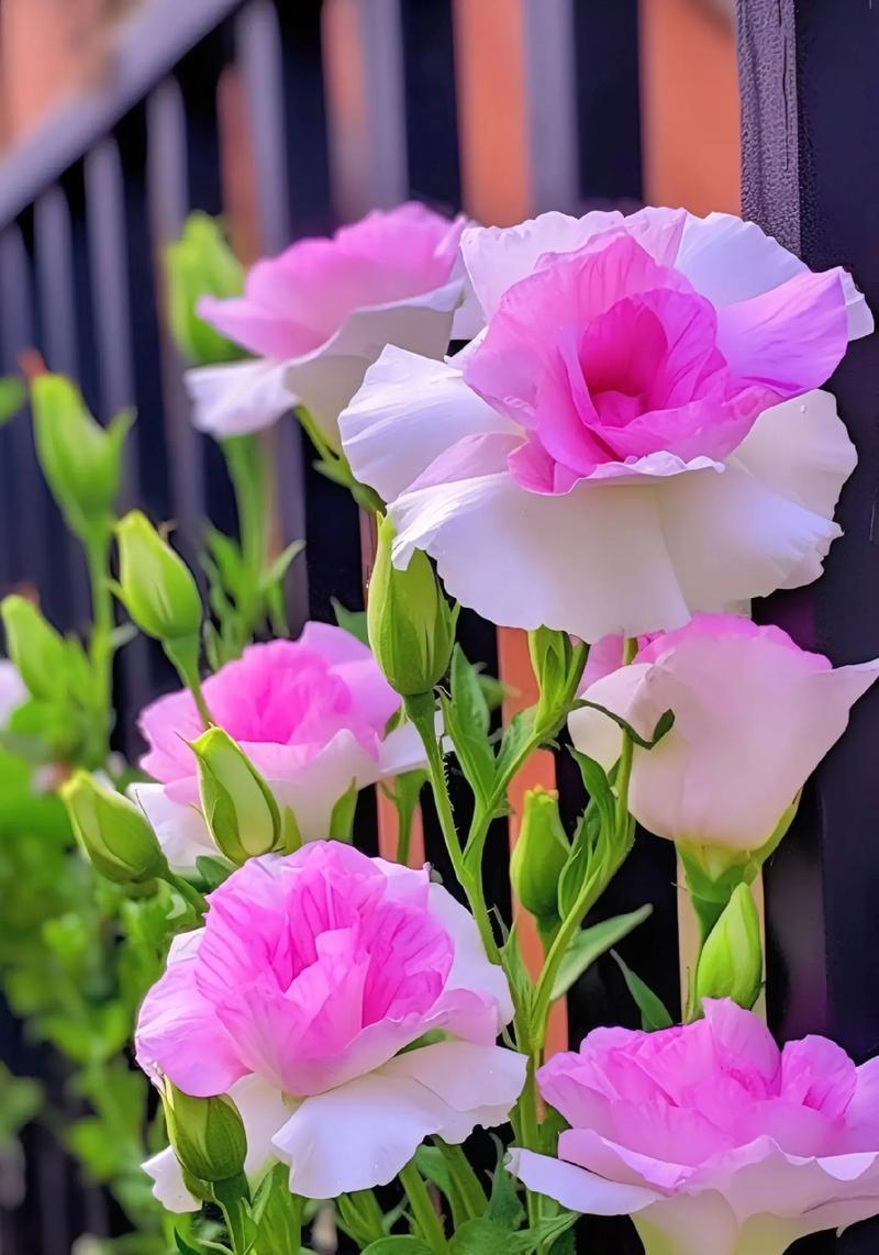 瑞花的花语是什么意思？瑞花象征着什么？