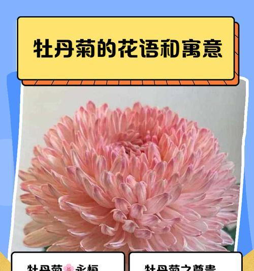 菊花的花语和花期是什么？它有什么作用？