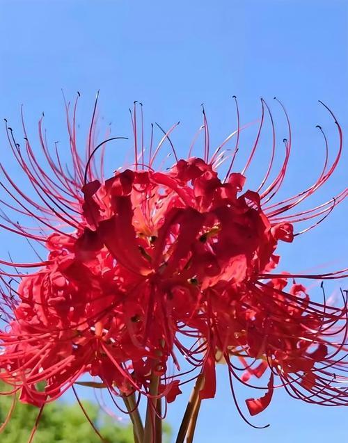 哪种花语表达了失望的情绪？