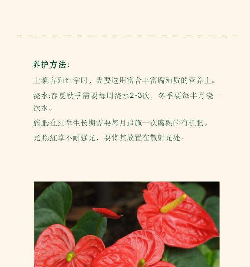 花语可以用哪些词语来形容？它传递了哪些情感？