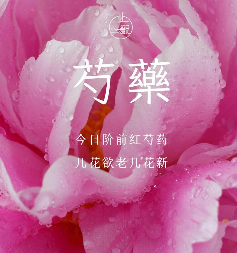 花语可以用哪些词语来形容？它传递了哪些情感？