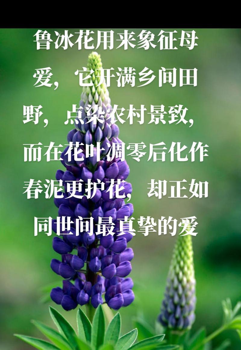 哪种花的花语是开心幸福？它象征着什么？