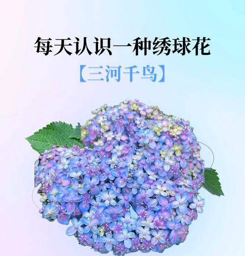 三笠死后花语是什么？花语在文学作品中的象征意义是什么？