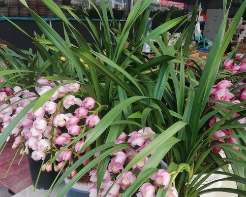 三笠死后花语是什么？花语在文学作品中的象征意义是什么？