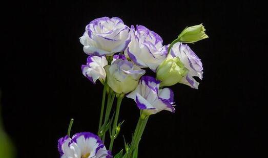 天长地久的花语是什么花？表达永恒爱意的花有哪些？