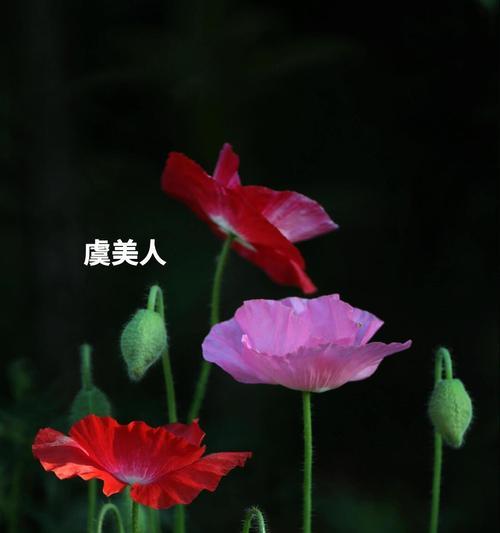天长地久的花语是什么花？表达永恒爱意的花有哪些？