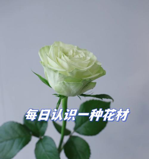 恋人相见时的花语有哪些？