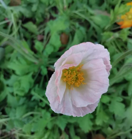 虞美人的花语是什么？它为何具有这样的含义？