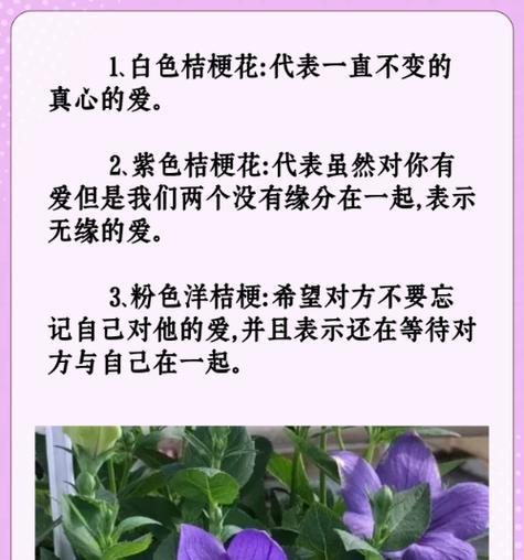 洋桔梗花的寓意与花语分别是什么？