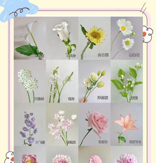 哪种花代表爱情的花语？爱情花语有哪些？