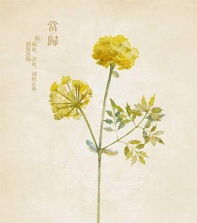 当归花的花语有何含义？