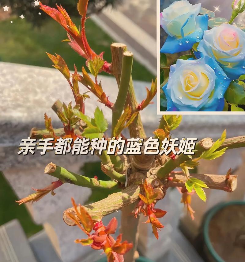 红紫蓝玫瑰的花语是什么？花语的解释是什么？