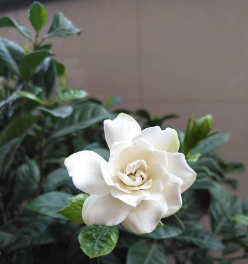 青栀子的花语有哪些？