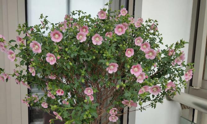 小木槿的花语与哪种花相似？小木槿在花语中代表什么？