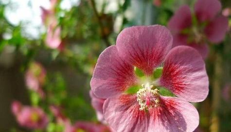 小木槿的花语与哪种花相似？小木槿在花语中代表什么？
