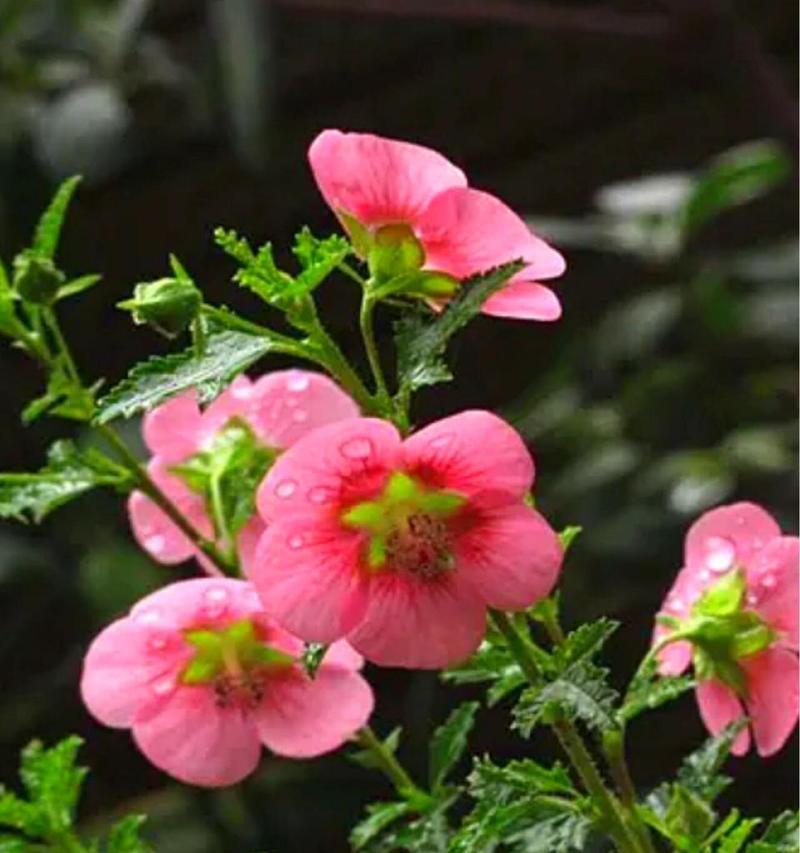 小木槿的花语与哪种花相似？小木槿在花语中代表什么？