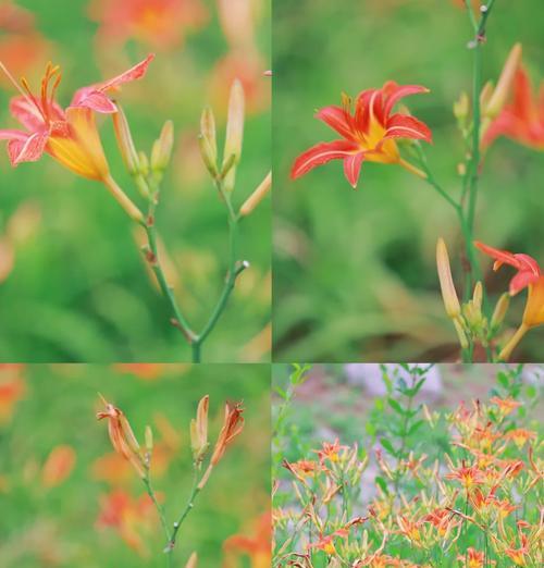 忘忧草的花语是什么？它象征着怎样的情感？